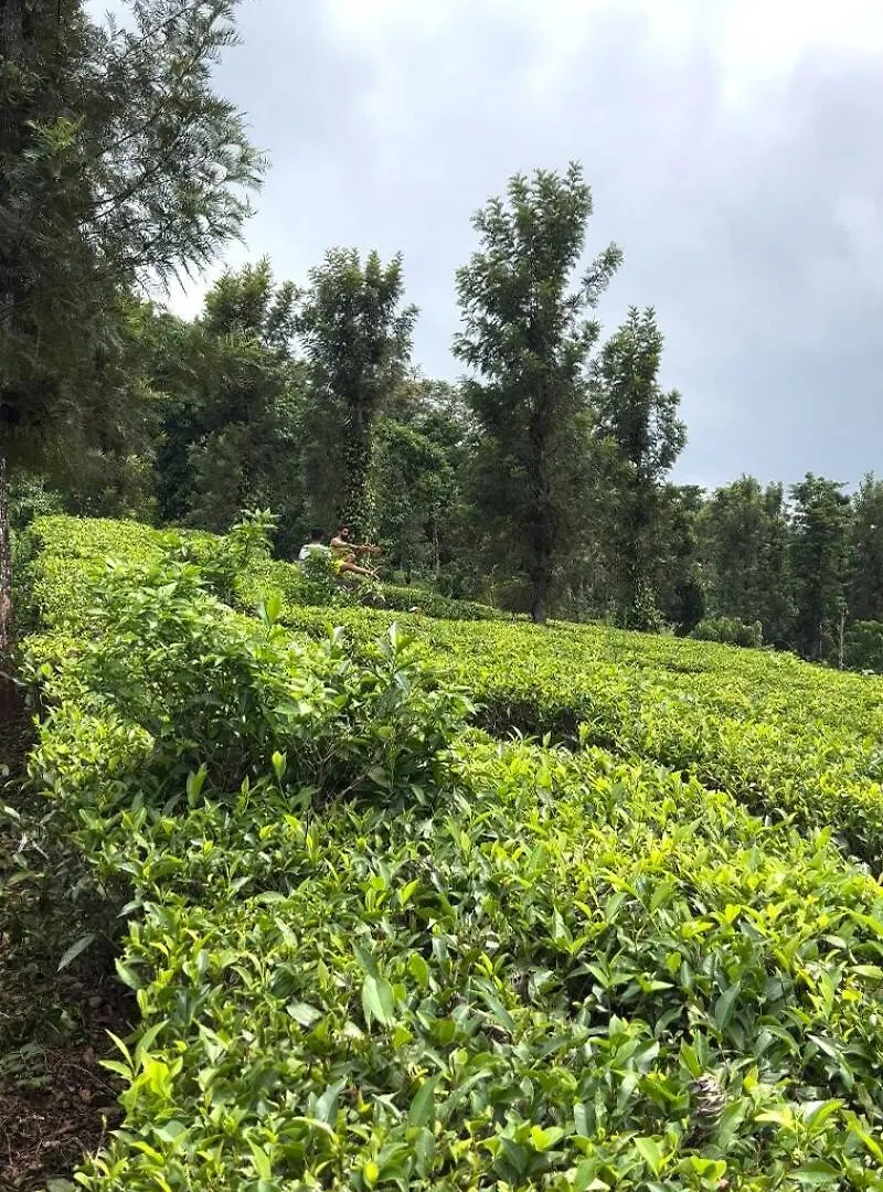 Holiday home Vintage Coffee Estate 3 Bedrooms 1 Cottage Wayanad India